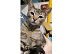 Adopt Stevie and Eeyore are best buds! BONDED PAIR ALERT :) a Tabby