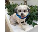 Adopt MADDOX a Poodle