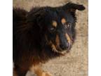 Adopt OSO a German Shepherd Dog, Mixed Breed