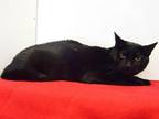 Adopt PONCHO a Domestic Short Hair