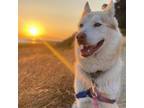 Adopt TOBIAS a Husky