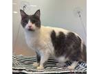 Adopt Duke a Domestic Long Hair