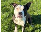 Adopt THEO a Pit Bull Terrier