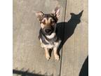 Adopt Ekko a German Shepherd Dog