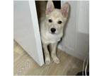 Adopt SNOW a Jindo