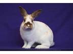 Adopt ROQUEFORT a Bunny Rabbit