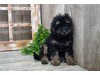 Cavapoo Puppy for sale in Springfield, MO, USA