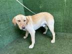 Adopt SAMPSON a Labrador Retriever