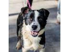 Adopt Kyle a Border Collie