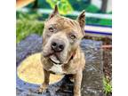Adopt Bishop a Pit Bull Terrier
