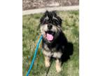 Adopt SPARKY a Schnauzer, Poodle