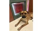 Adopt THOMAS a Rhodesian Ridgeback, German Shepherd Dog