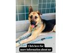 Adopt EDWARD a German Shepherd Dog