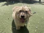 Adopt FRUIT CUP a Chow Chow, Mixed Breed