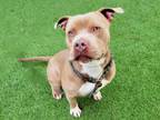 Adopt FRIDAY a Pit Bull Terrier