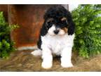 Cavapoo Puppy for sale in Springfield, MO, USA