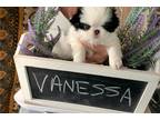 Japanese Chin Puppy for sale in Salem, OR, USA