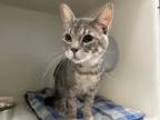 Adopt HECTOR a Domestic Short Hair