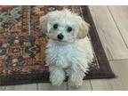 Maltipoo Puppy for sale in Greenville, SC, USA