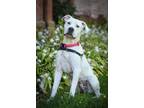 Adopt Homer a Dogo Argentino