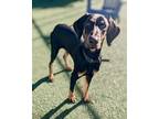 Adopt Shiloh a Doberman Pinscher