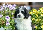 Aussiedoodle Puppy for sale in Springfield, MO, USA