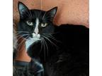 Adopt Toaster a Domestic Short Hair