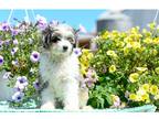 Aussiedoodle Puppy for sale in Springfield, MO, USA