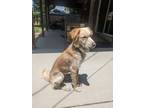 Adopt Kelso / Theo a Labrador Retriever, Golden Retriever