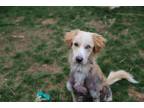 Adopt Kelso / Theo a Labrador Retriever, Golden Retriever