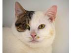 Adopt Davis a Domestic Short Hair