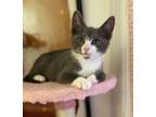 Adopt Sterling a Domestic Short Hair