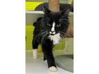 Adopt Niko a Domestic Short Hair