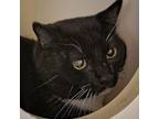 Adopt Socks a Domestic Short Hair