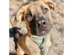 Adopt Jay a Black Mouth Cur, Mixed Breed