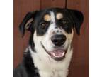 Adopt Benny a Australian Shepherd, Labrador Retriever