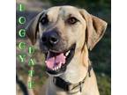 Adopt Lucky a Black Mouth Cur