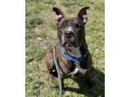 Adopt DEBO a American Staffordshire Terrier