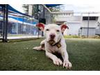 Adopt MICKEY AKA CROC a Pit Bull Terrier