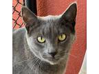 Adopt Dusty a Domestic Short Hair