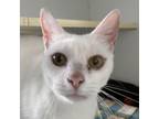 Adopt Ghost a Domestic Short Hair