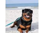 Adopt Poe a Rottweiler