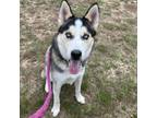 Adopt Loki a Husky