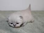CFA Male Himalayan Persian Kitten