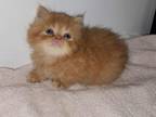 Red Male Persian Kitten