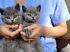 British Shorthair Blue Waiting List Open