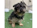 Adopt Charlie a Yorkshire Terrier