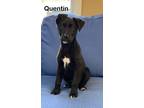 Adopt Quentin a Australian Shepherd, Black Labrador Retriever