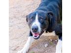 Adopt Stephen a Mixed Breed