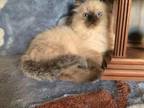 Mink Lynx Ragdoll Female